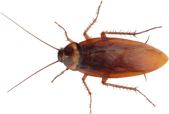 kakkerlak