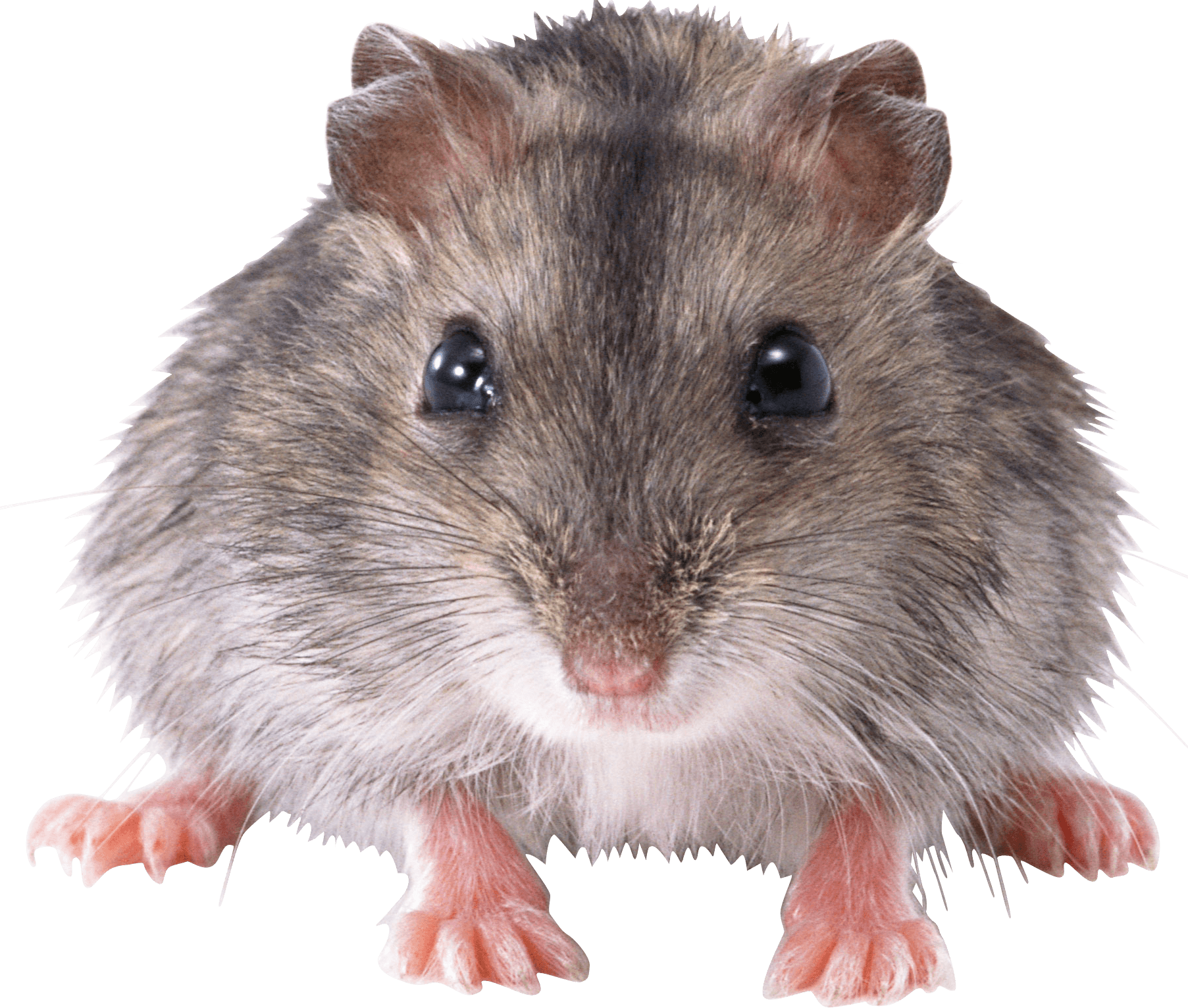 muis