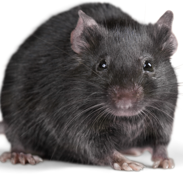 rat